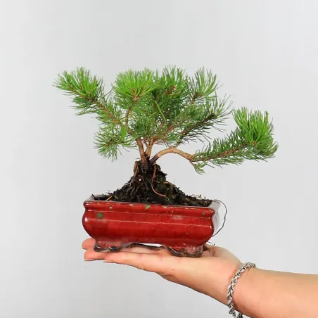 BONSAI PINUS MUGO 1-20