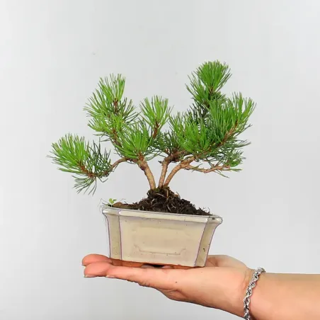 BONSAI PINUS MUGO 1-21