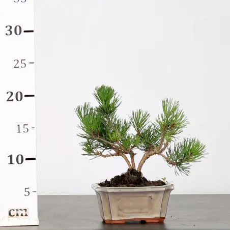 image supplémentaire - BONSAI PINUS MUGO 1-21