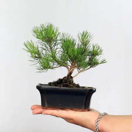 BONSAI PINUS MUGO 1-22