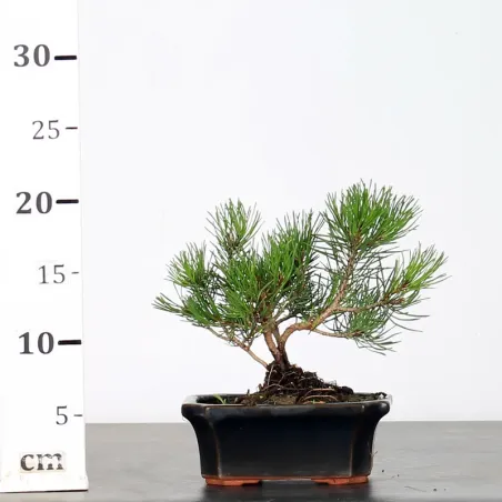 image supplémentaire - BONSAI PINUS MUGO 1-22