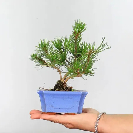 BONSAI PINUS MUGO 1-23