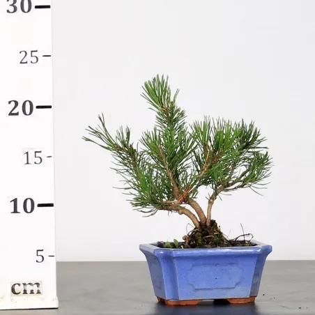 image supplémentaire - BONSAI PINUS MUGO 1-23