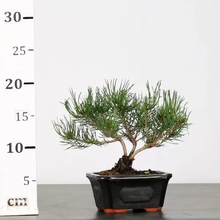 image supplémentaire - BONSAI PINUS MUGO 1-24