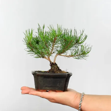 BONSAI PINUS MUGO 1-24