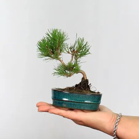BONSAI PINUS MUGO 1-25