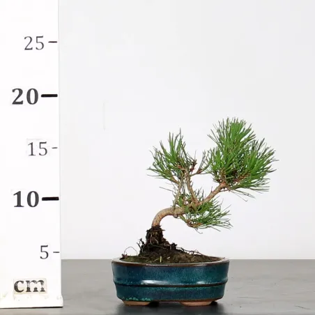 image supplémentaire - BONSAI PINUS MUGO 1-25
