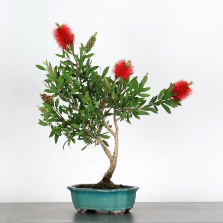 BONSAI CALLISTEMON 1-1