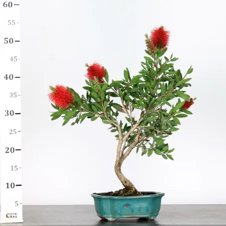 image supplémentaire - BONSAI CALLISTEMON 1-1
