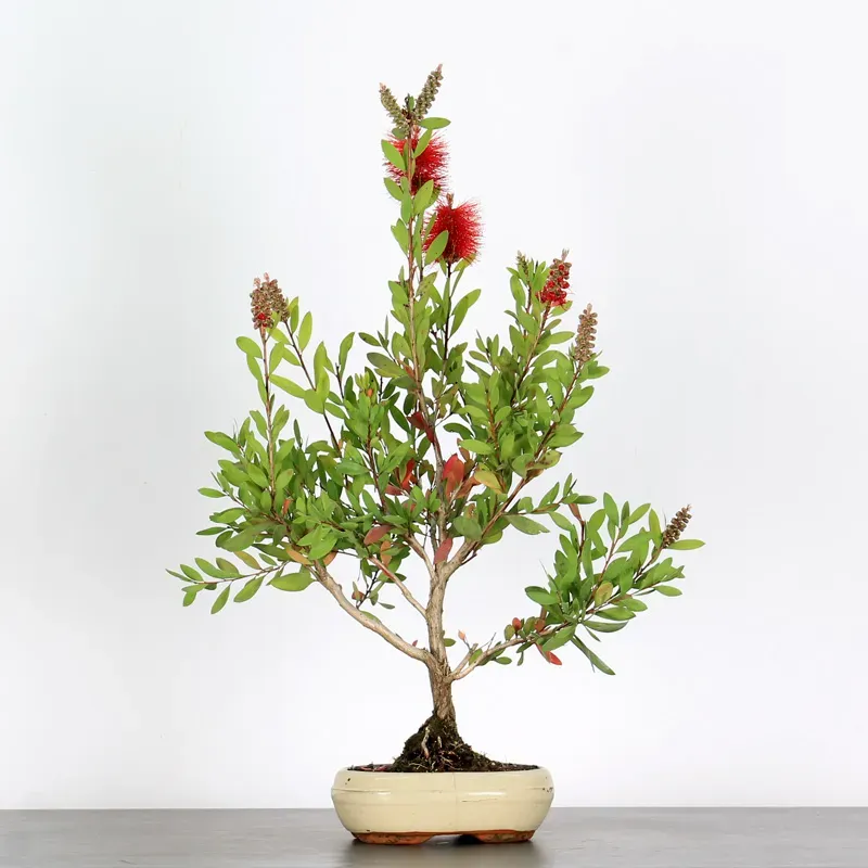 BONSAI CALLISTEMON 1-4