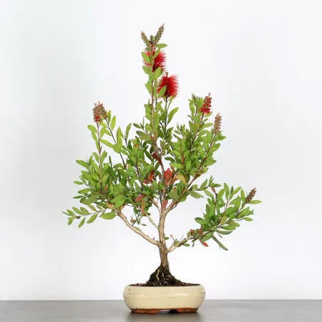 BONSAI CALLISTEMON 1-4