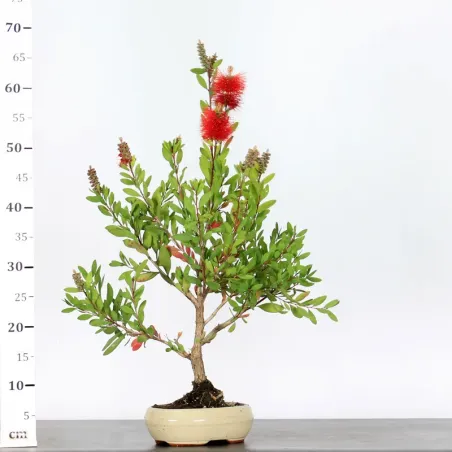 image supplémentaire - BONSAI CALLISTEMON 1-4
