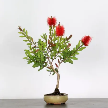 BONSAI CALLISTEMON 1-9
