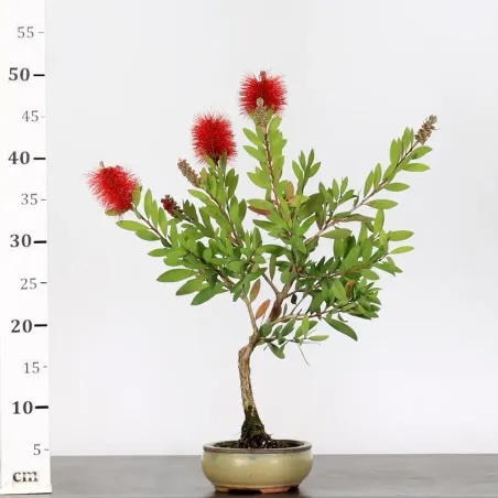 image supplémentaire - BONSAI CALLISTEMON 1-9