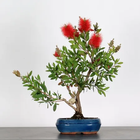 BONSAI CALLISTEMON 1-10