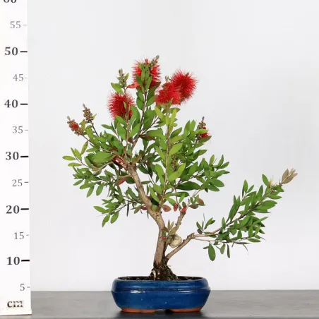 image supplémentaire - BONSAI CALLISTEMON 1-10