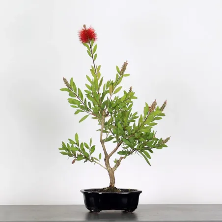 BONSAI CALLISTEMON 1-11