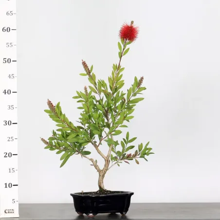 image supplémentaire - BONSAI CALLISTEMON 1-11