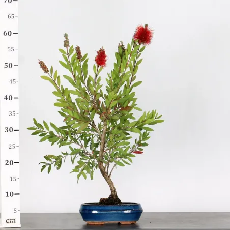 image supplémentaire - BONSAI CALLISTEMON 1-12