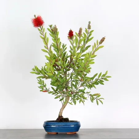 BONSAI CALLISTEMON 1-12