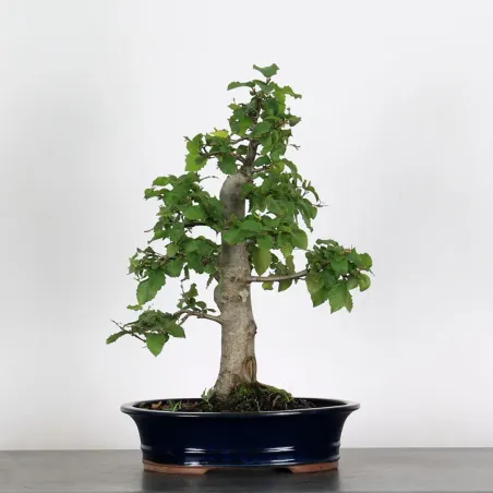 CHARME "Carpinus" 3-8
