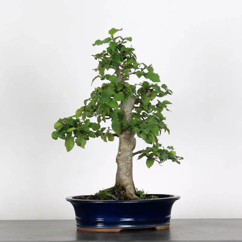 image supplémentaire - CHARME "Carpinus" 3-8