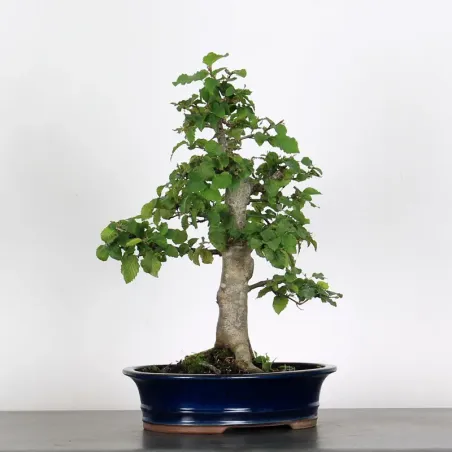 image supplémentaire - CHARME "Carpinus" 3-8
