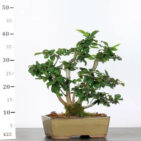 image supplémentaire - CHARME "Carpinus" 3-11