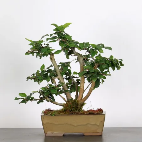 CHARME "Carpinus" 3-11