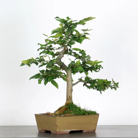 CHARME "Carpinus" 3-15