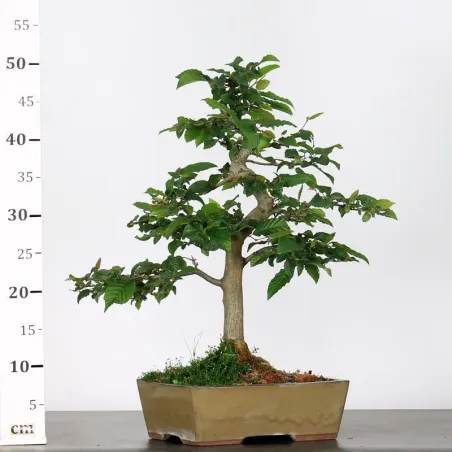 image supplémentaire - CHARME "Carpinus" 3-15