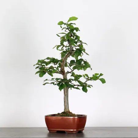 CHARME "Carpinus" 3-16
