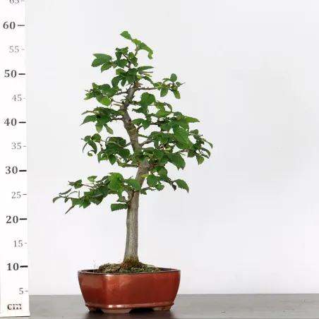 image supplémentaire - CHARME "Carpinus" 3-16