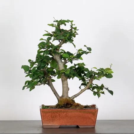 CHARME "Carpinus" 3-17