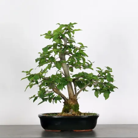 CHARME "Carpinus" 3-18