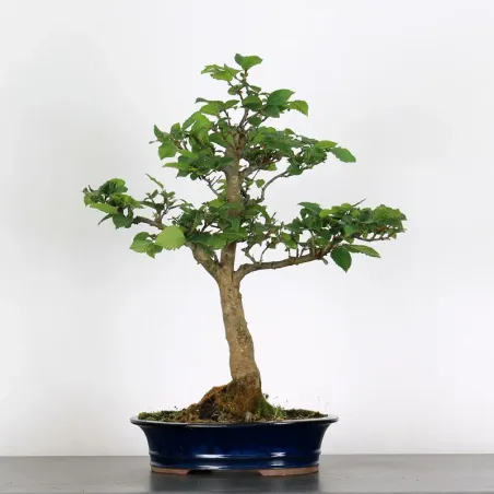 Bonsai Charmes CH-4-1