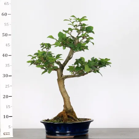 image supplémentaire - CHARME "Carpinus" 4-1