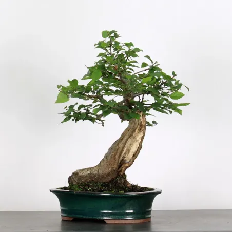 Bonsai Charmes CH-4-2