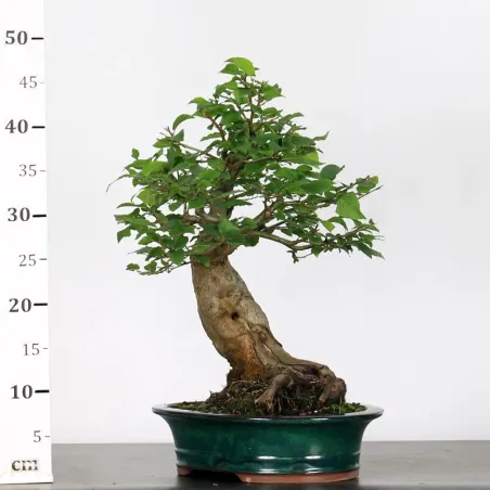 image supplémentaire - CHARME "Carpinus" 4-2