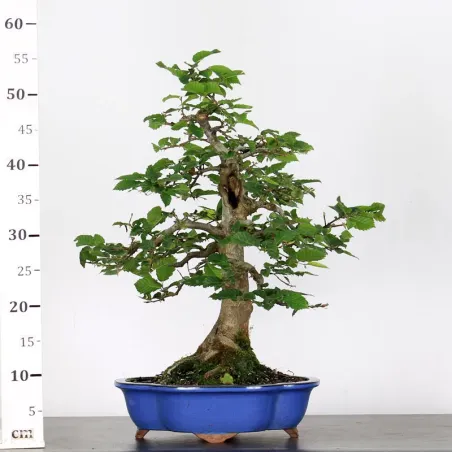 image supplémentaire - CHARM "Carpinus" 4-3