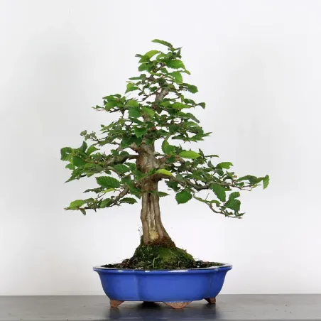 Bonsai Charms CH-4-3