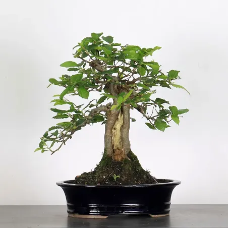 CHARME "Carpinus" 4-5