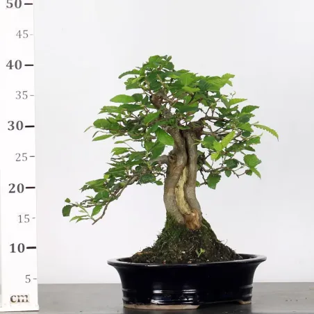 image supplémentaire - CHARME "Carpinus" 4-5