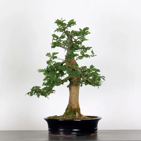 CHARME "Carpinus" 4-6