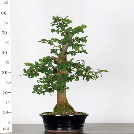 image supplémentaire - CHARME "Carpinus" 4-6