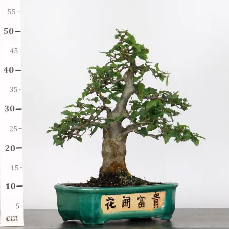 image supplémentaire - CHARME "Carpinus" 4-7