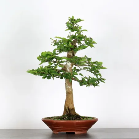 CHARME "Carpinus" 4-9