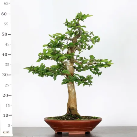 image supplémentaire - CHARME "Carpinus" 4-9