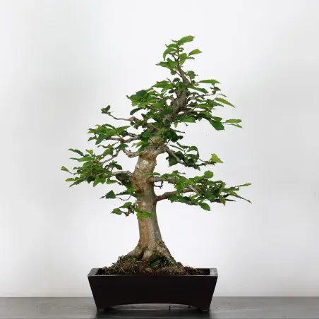 Bonsai Charmes CH-1-8