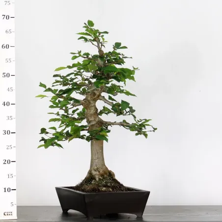 image supplémentaire - CHARME "Carpinus" 1-8